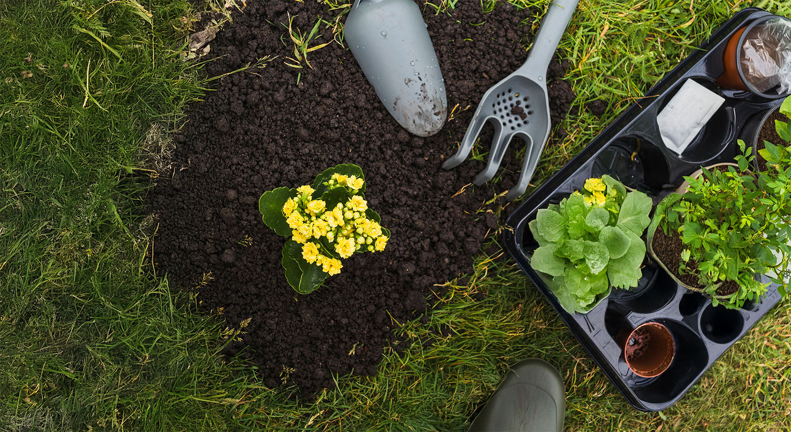 Gelbe Blume frisch eingepflanzt, Garten.